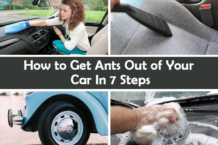 How to Get Ants Out of Your Car